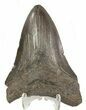 Fossil Megalodon Tooth - South Carolina #48194-2